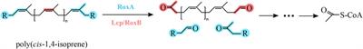 Assembly strategies for rubber-degrading microbial consortia based on omics tools